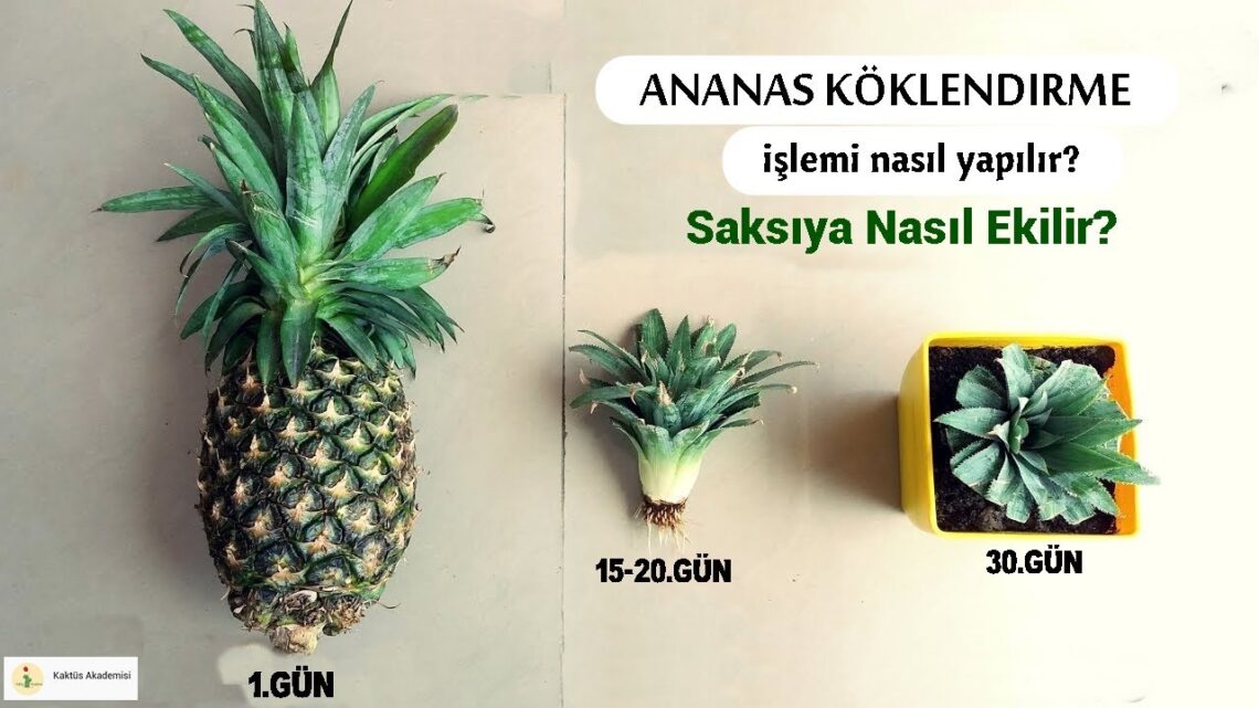 Ananas Ekimi Sulama Sıklığı: Uzman Püf Noktaları [2026] - Kapak Görseli