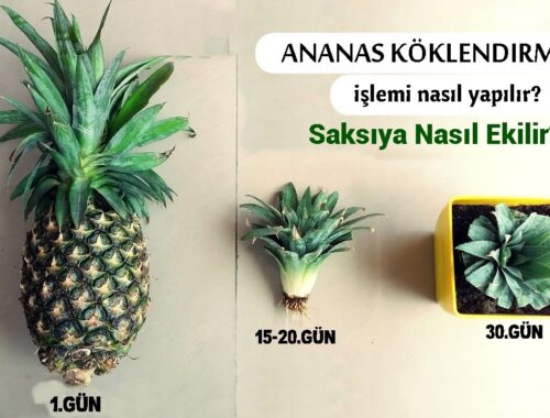 Ananas Ekimi Sulama Sıklığı: Uzman Püf Noktaları [2026] - Kapak Görseli